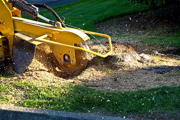 Valley Falls, RI  Tree Services Company